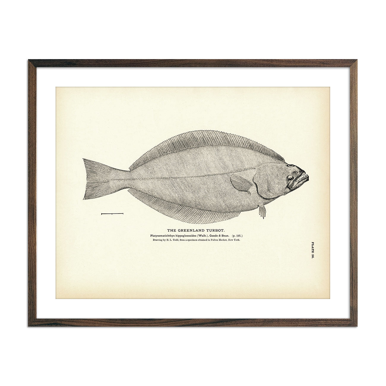 Vintage Greenland Turbot fish print