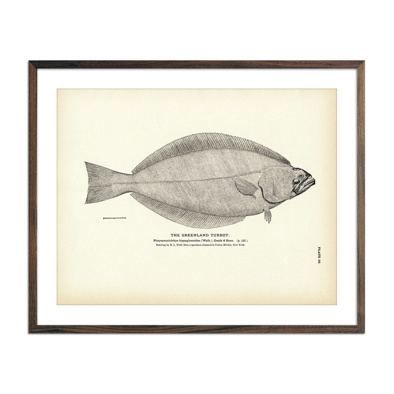 Greenland Turbot Art Print - Muir Way - Fisheries