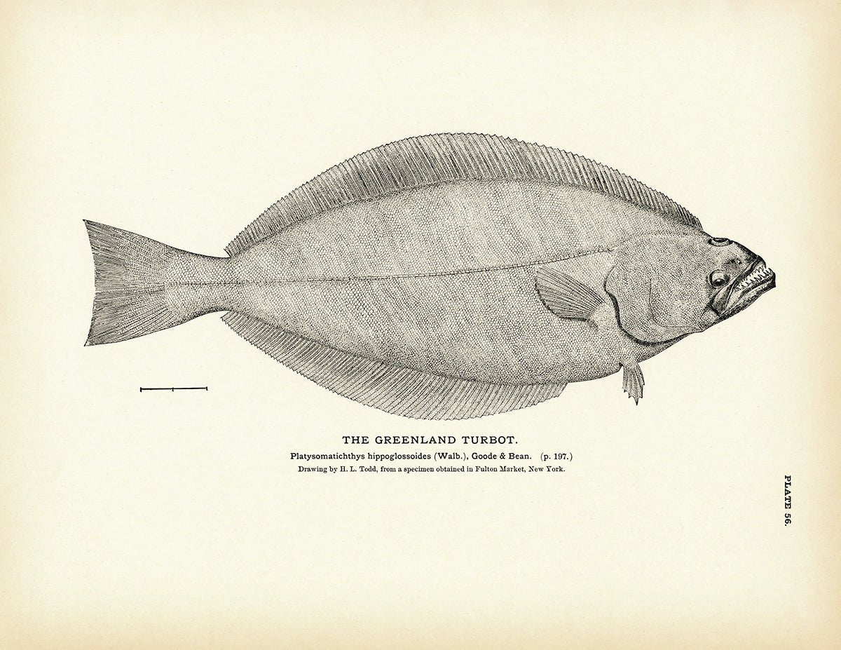 Greenland Turbot Art Print - Muir Way - Fisheries