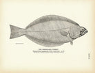 Greenland Turbot Art Print - Muir Way - Fisheries
