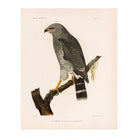Grey Hawk Art Print - Muir Way - Animals