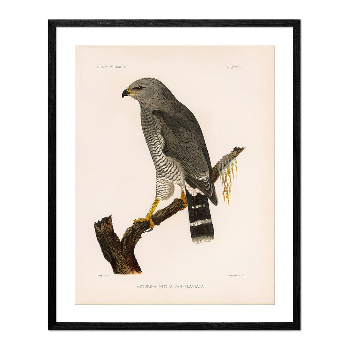 Grey Hawk Art Print - Muir Way - Animals