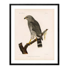 Grey Hawk Art Print - Muir Way - Animals