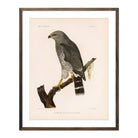 Grey Hawk Art Print - Muir Way - Animals