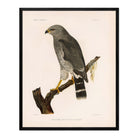 Grey Hawk Art Print - Muir Way - Animals