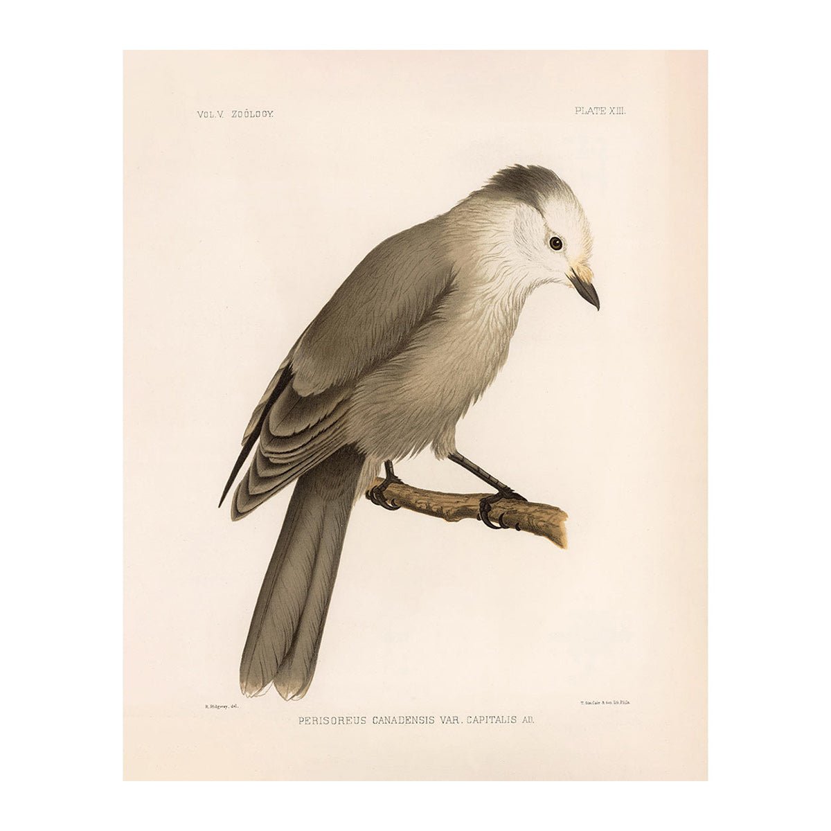 Grey Jay Art Print - Muir Way - Animals