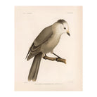 Grey Jay Art Print - Muir Way - Animals
