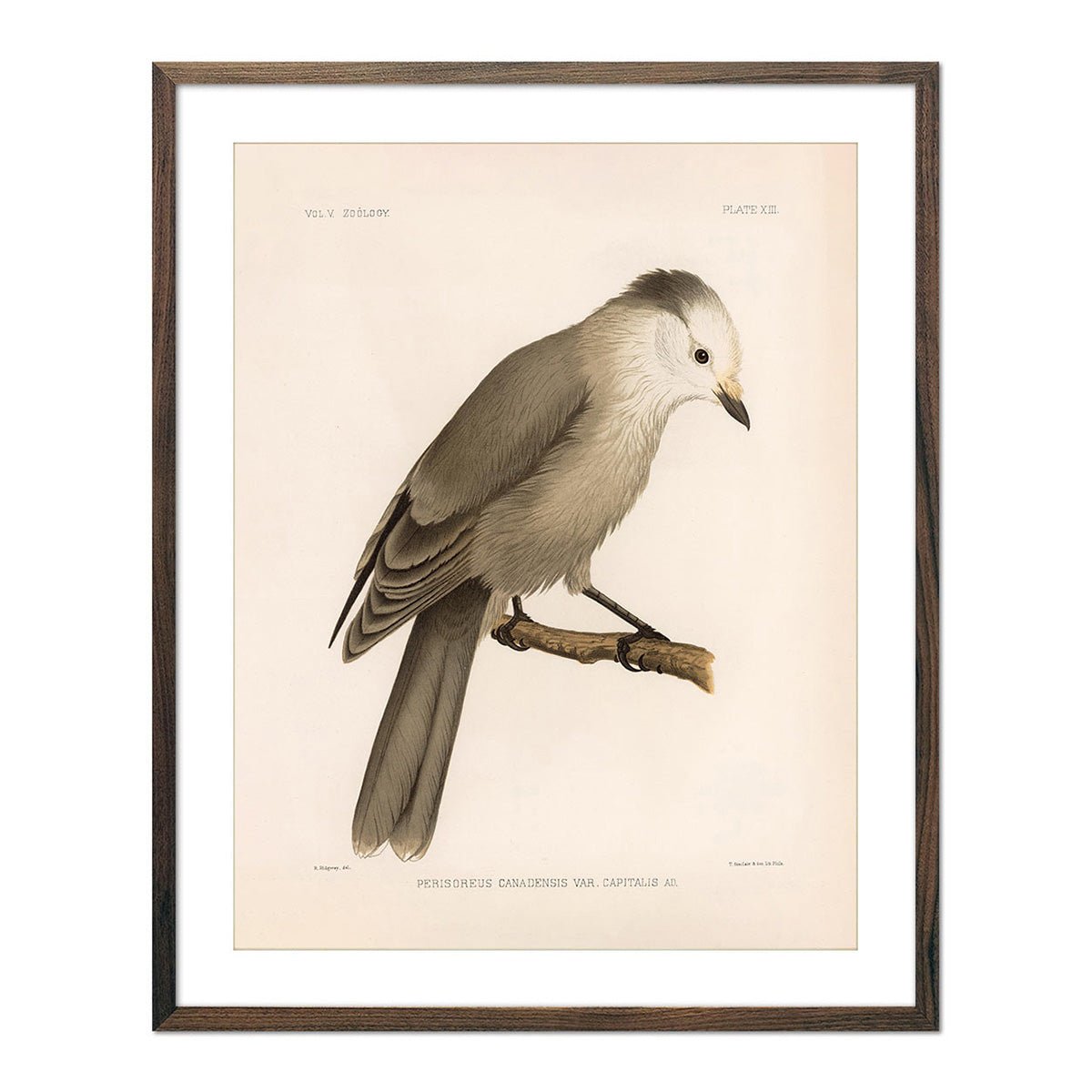 Grey Jay Art Print - Muir Way - Animals