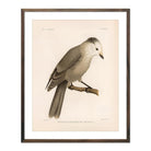 Grey Jay Art Print - Muir Way - Animals