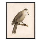 Grey Jay Art Print - Muir Way - Animals
