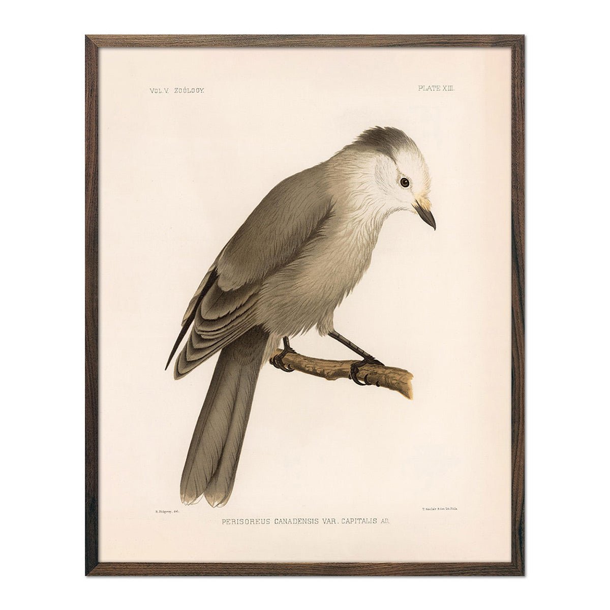Grey Jay Art Print - Muir Way - Animals