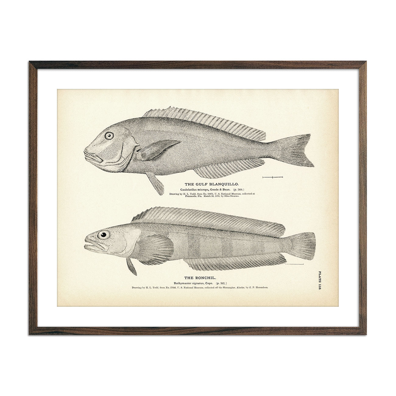 Vintage Gulf Blanquillo and Ronchil fish print