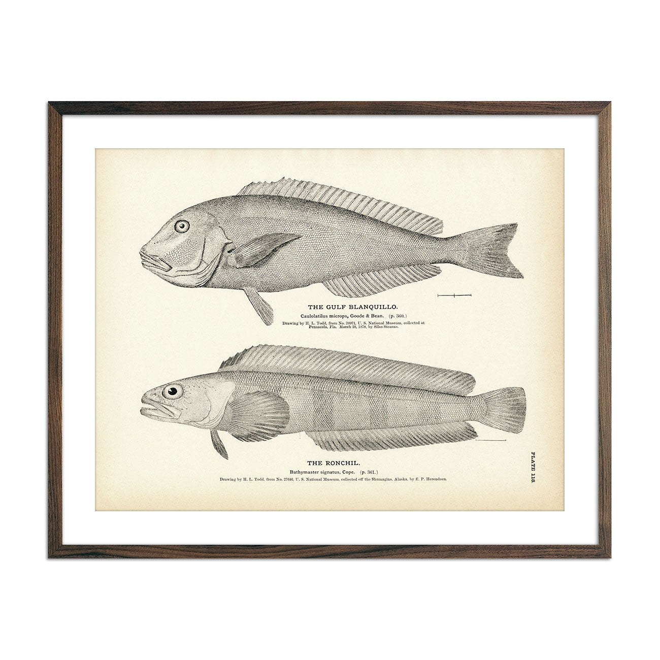 Gulf Blanquillo and Ronchil Art Print - Muir Way - Fisheries