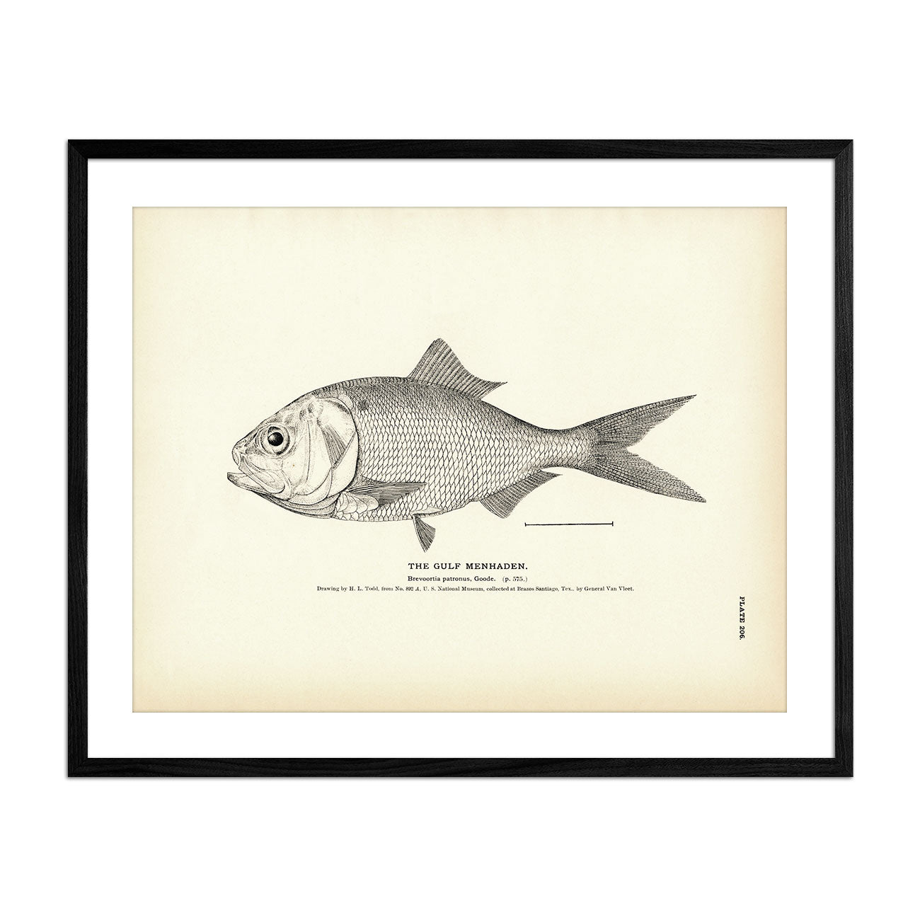 Gulf Menhaden Art Print - Muir Way - Fisheries