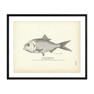 Gulf Menhaden Art Print - Muir Way - Fisheries