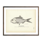 Gulf Menhaden Art Print - Muir Way - Fisheries