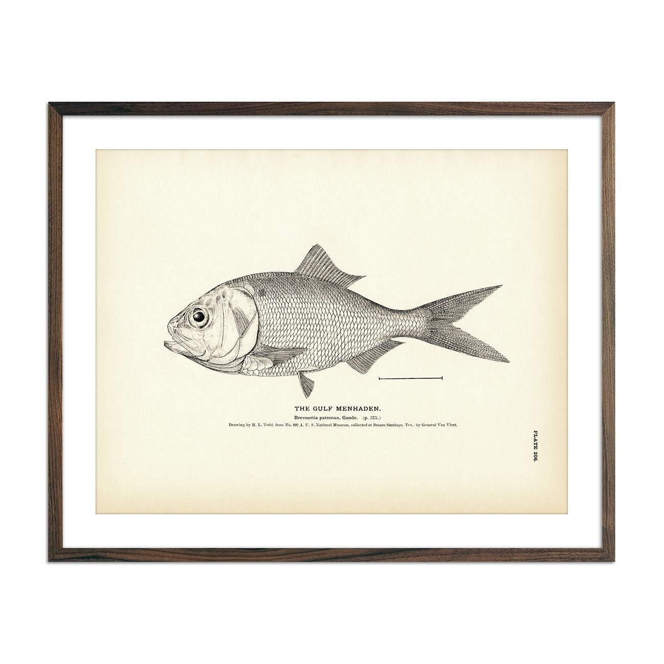 Gulf Menhaden Art Print - Muir Way - Fisheries