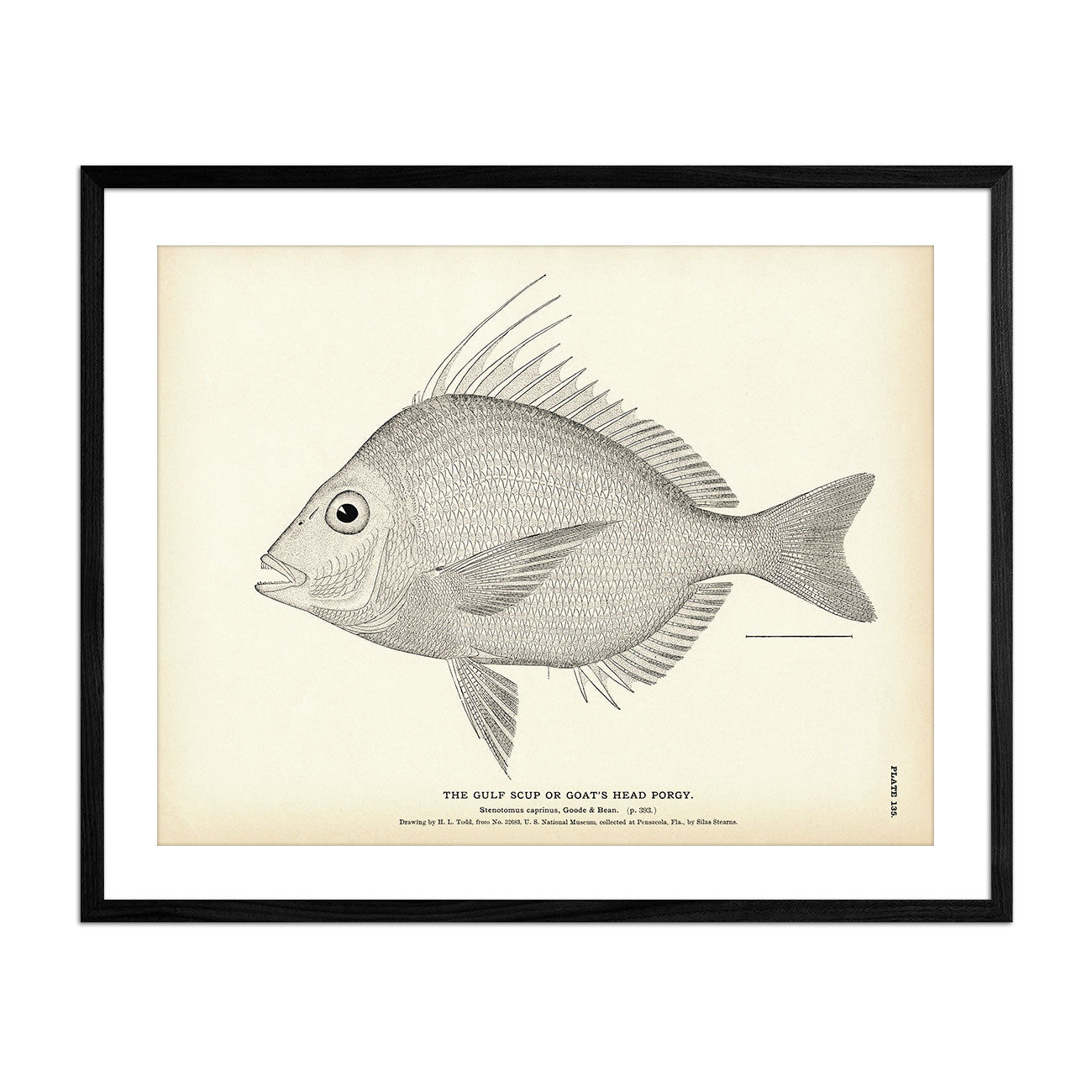 Gulf Scup (Goat's Head Porgy) Art Print - Muir Way - Fisheries