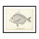 Gulf Scup (Goat's Head Porgy) Art Print - Muir Way - Fisheries
