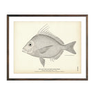 Gulf Scup (Goat's Head Porgy) Art Print - Muir Way - Fisheries