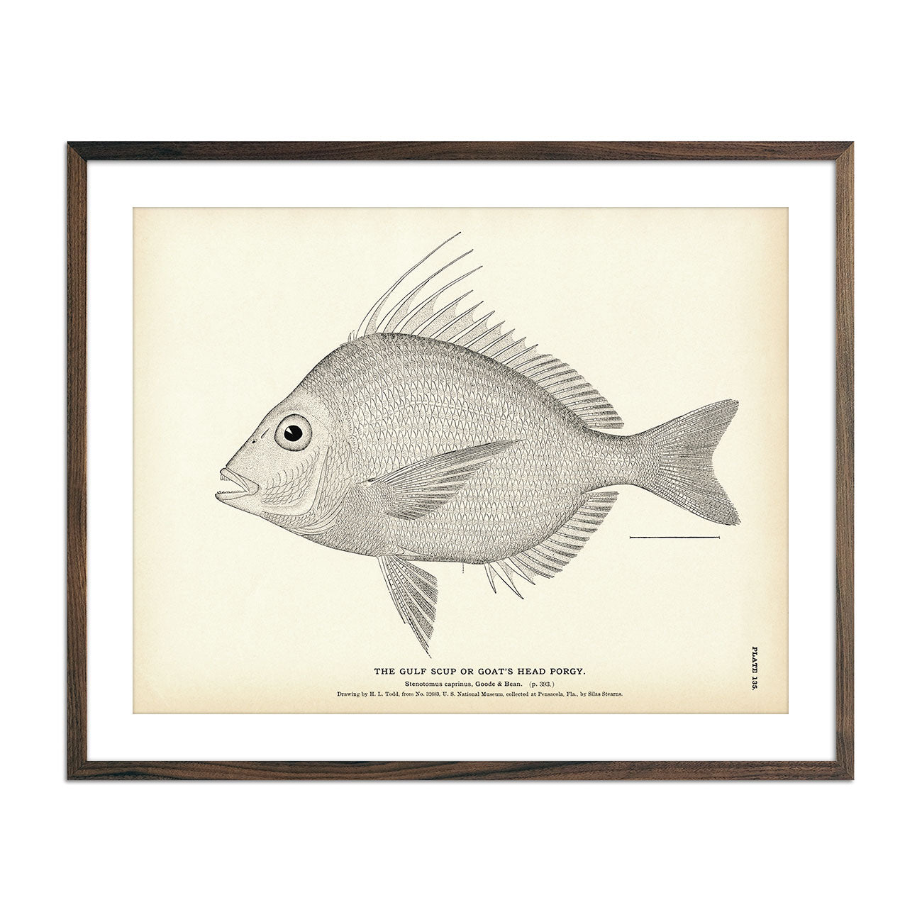 Gulf Scup (Goat's Head Porgy) Art Print - Muir Way - Fisheries