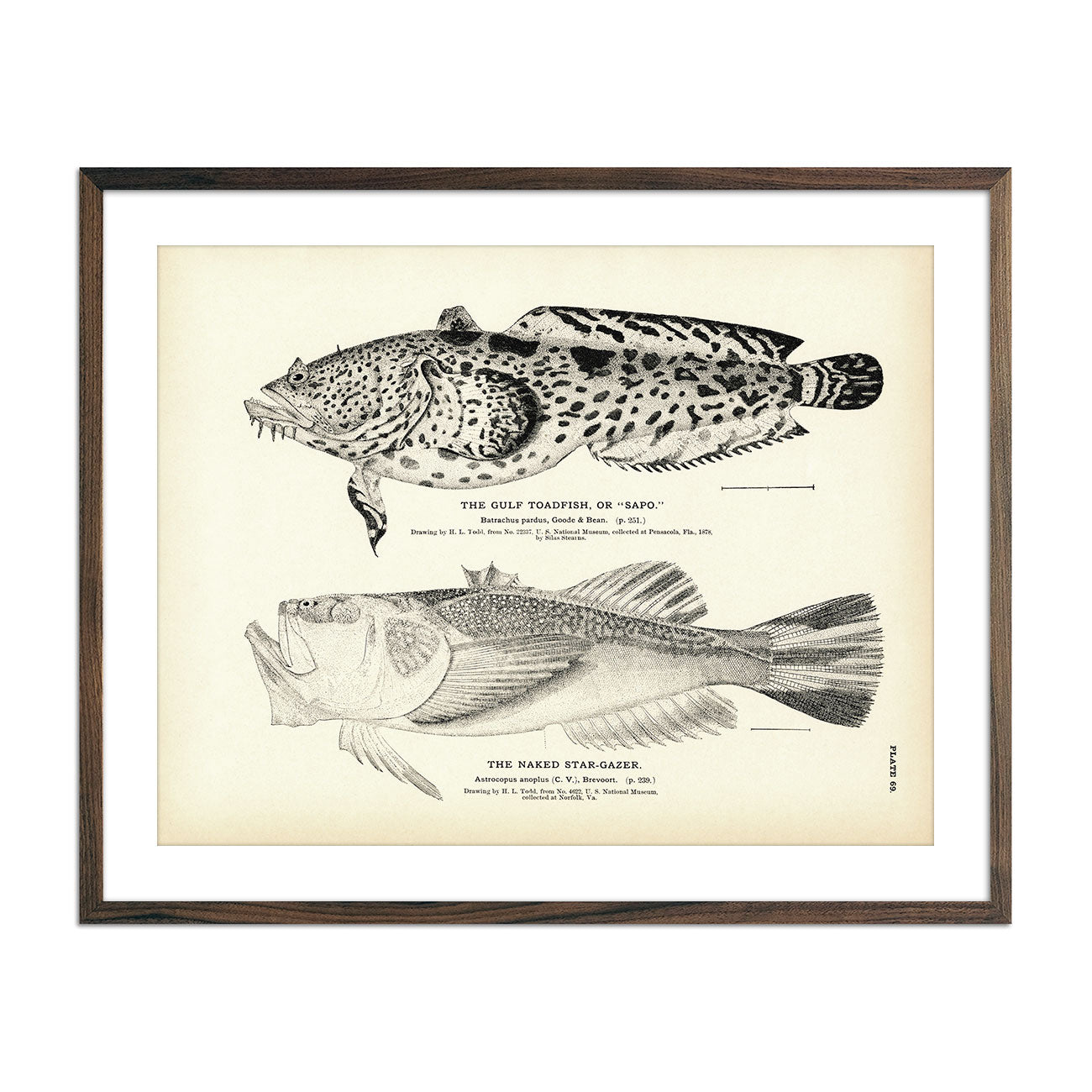 Vintage Gulf Toadfish and Naked-Stargazer fish print