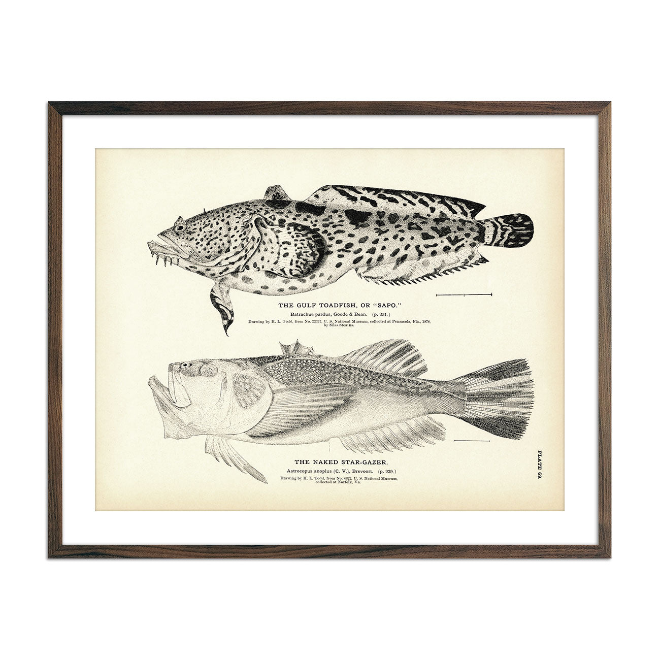 Gulf Toadfish (Sapo) and Naked - Stargazer Art Print - Muir Way - Fisheries