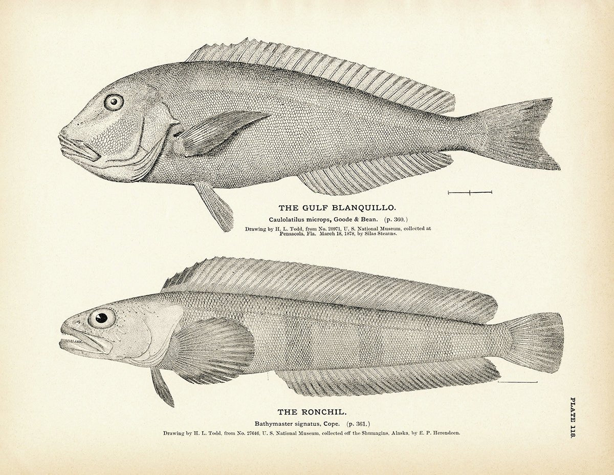 Gulf Blanquillo and Ronchil Art Print - Muir Way - Fisheries