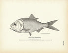 Gulf Menhaden Art Print - Muir Way - Fisheries