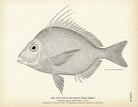 Gulf Scup (Goat's Head Porgy) Art Print - Muir Way - Fisheries