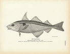 Haddock Art Print - Muir Way - Fisheries