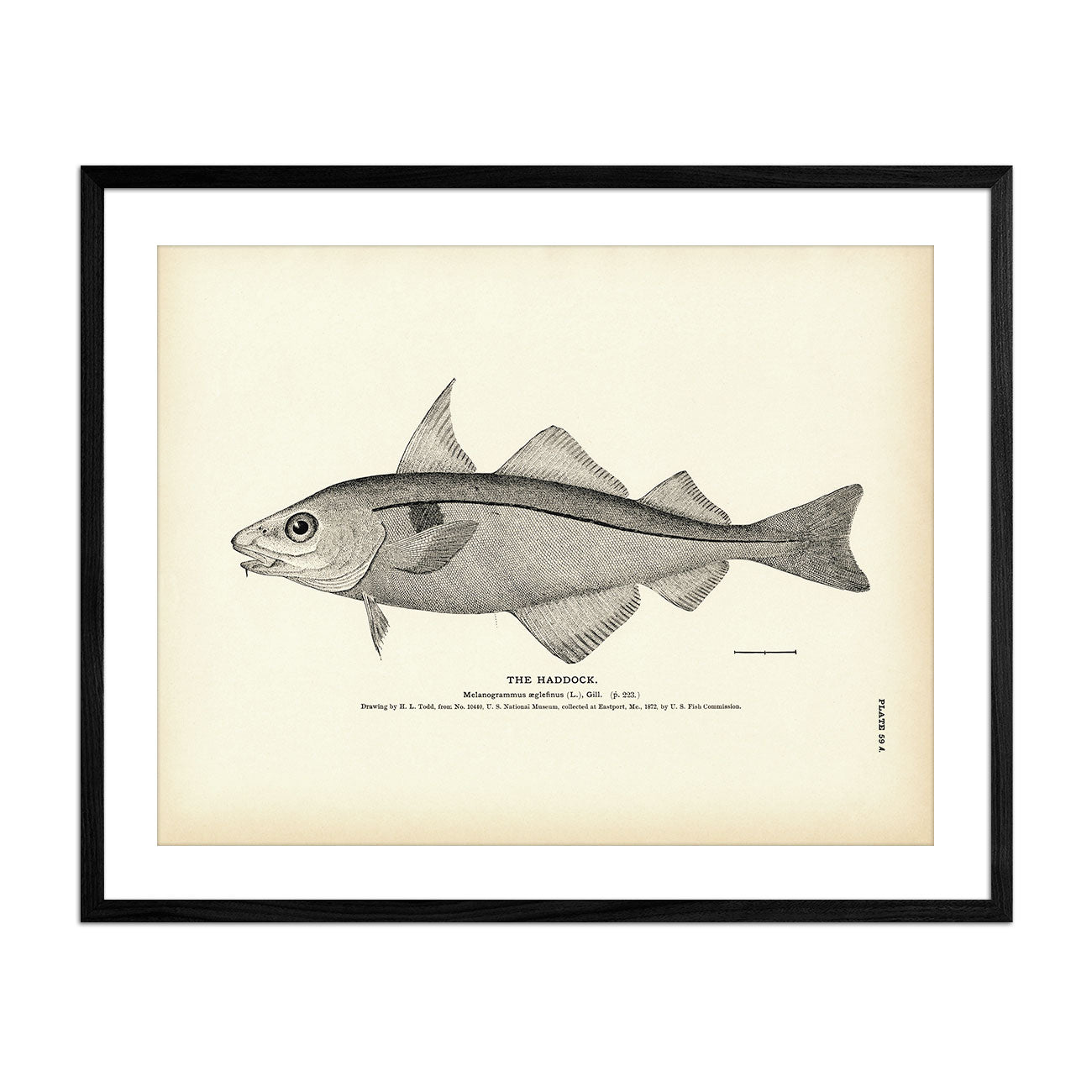 Haddock Art Print - Muir Way - Fisheries