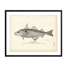 Haddock Art Print - Muir Way - Fisheries