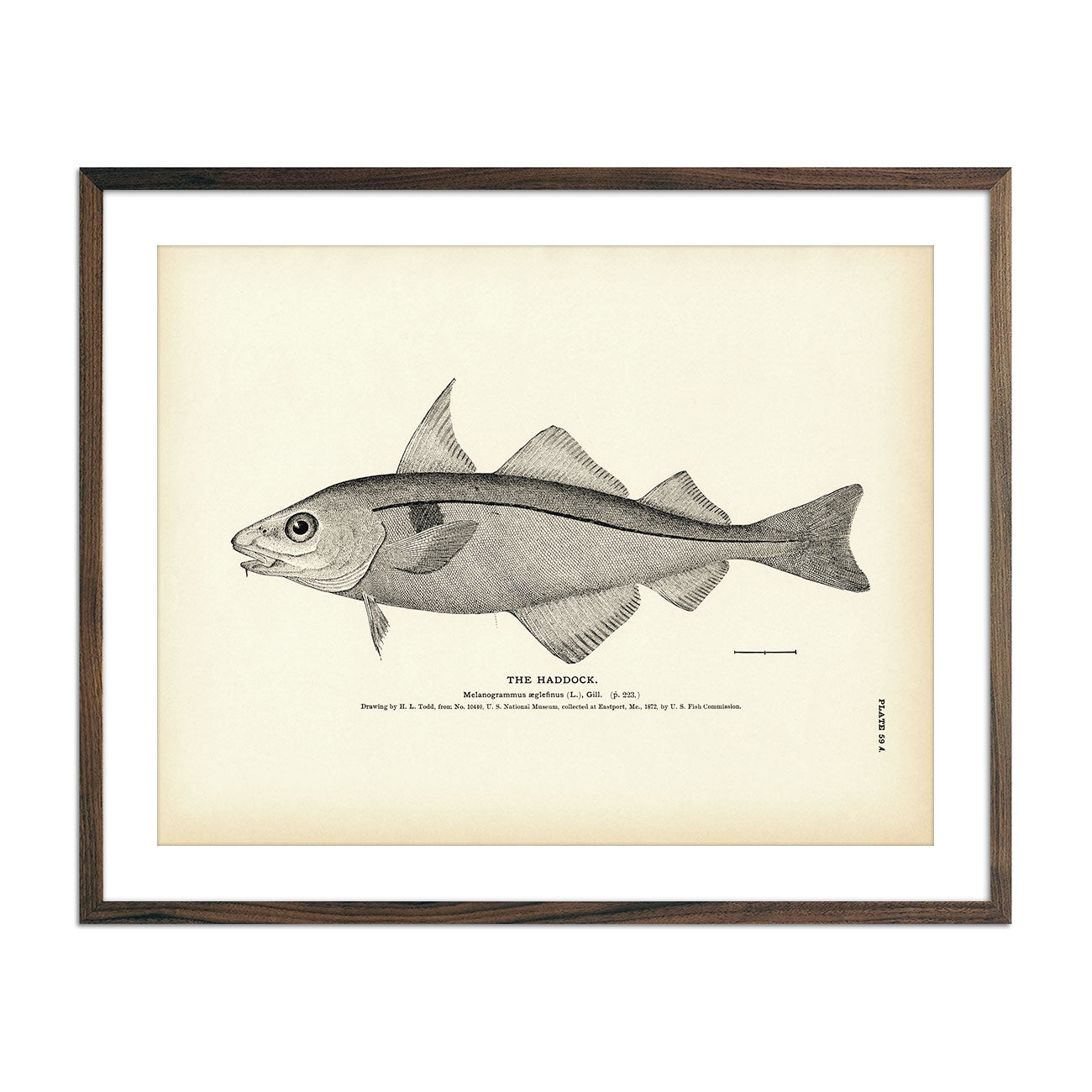 Haddock Art Print - Muir Way - Fisheries