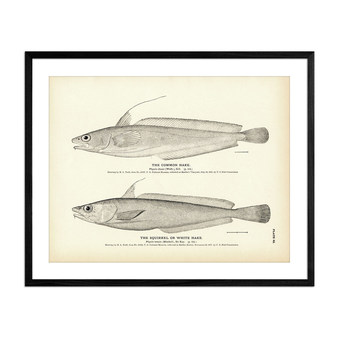 Common Hake and Squirrel (White Hake) Art Print - Muir Way - Fisheries