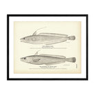 Common Hake and Squirrel (White Hake) Art Print - Muir Way - Fisheries