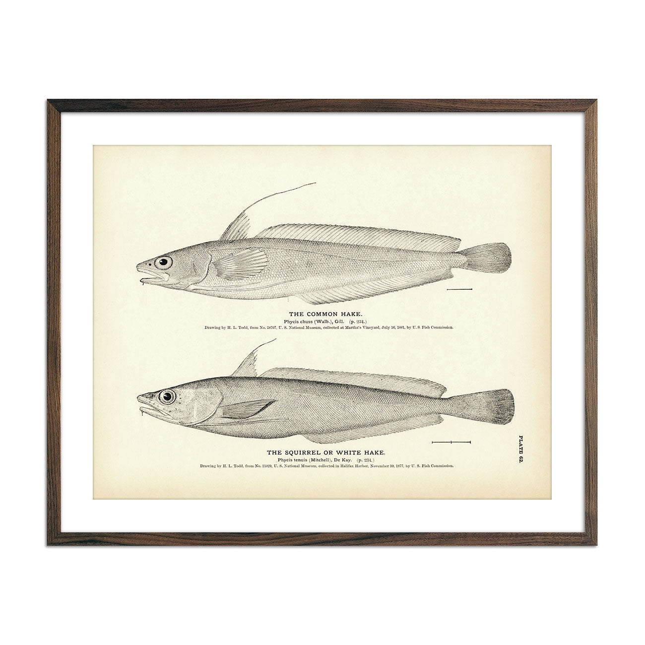 Vintage Common Hake and Squirrel fish print