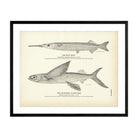 Half Beak and California Flying - Fish Art Print - Muir Way - Fisheries
