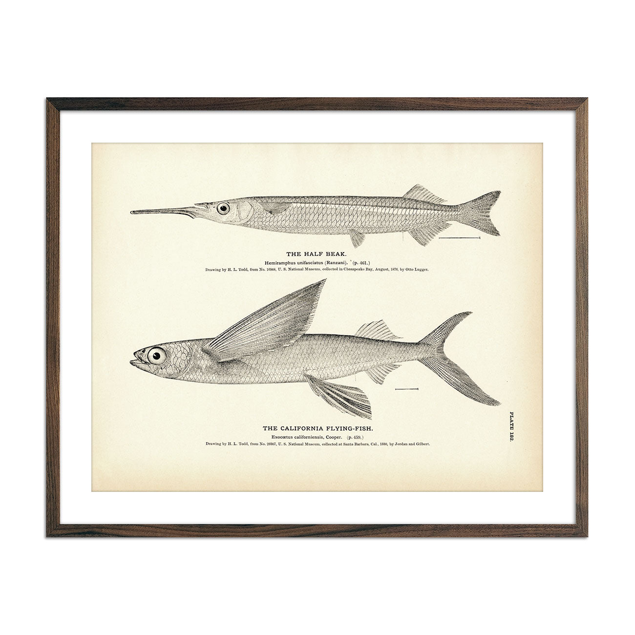 Vintage Half Beak and California Flying-fish print