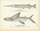 Half Beak and California Flying - Fish Art Print - Muir Way - Fisheries