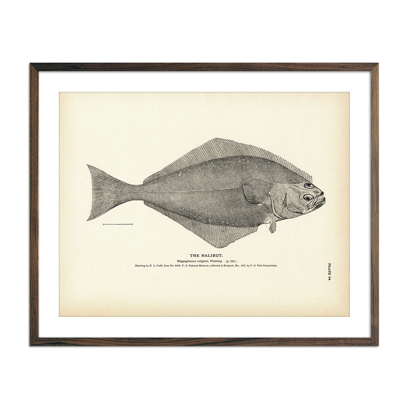 Halibut Art Print - Muir Way - Fisheries