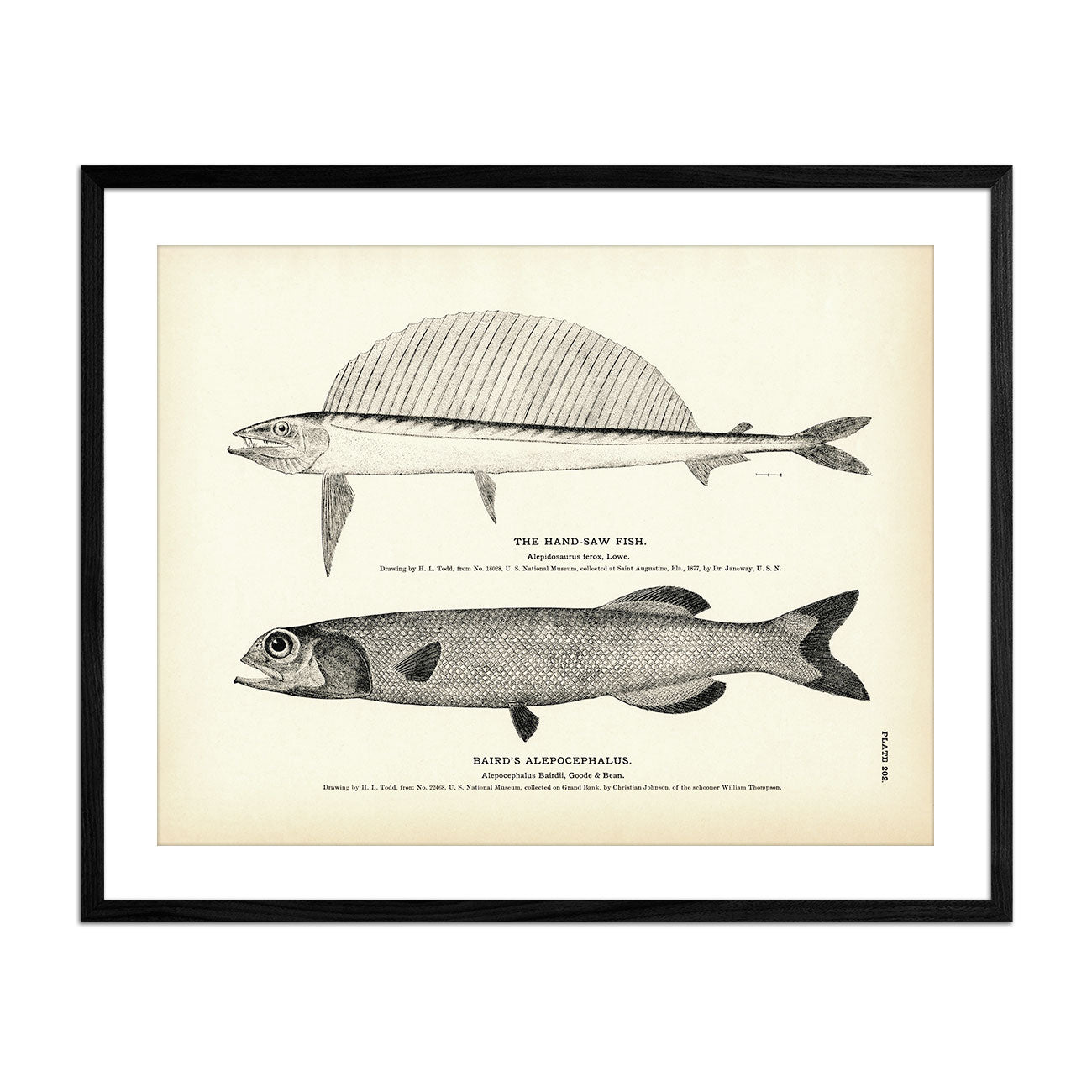 Hand - Saw Fish and Baird's Alepocephalus Art Print - Muir Way - Fisheries