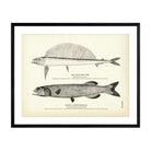 Hand - Saw Fish and Baird's Alepocephalus Art Print - Muir Way - Fisheries