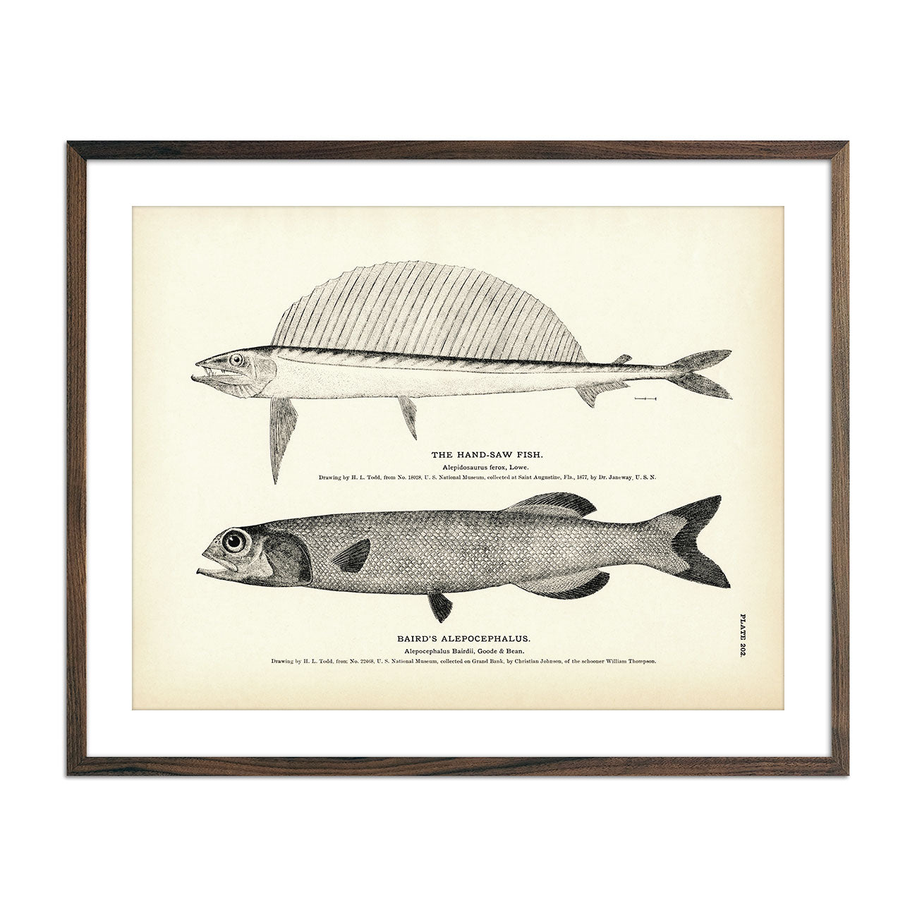 Hand - Saw Fish and Baird's Alepocephalus Art Print - Muir Way - Fisheries