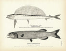 Hand - Saw Fish and Baird's Alepocephalus Art Print - Muir Way - Fisheries