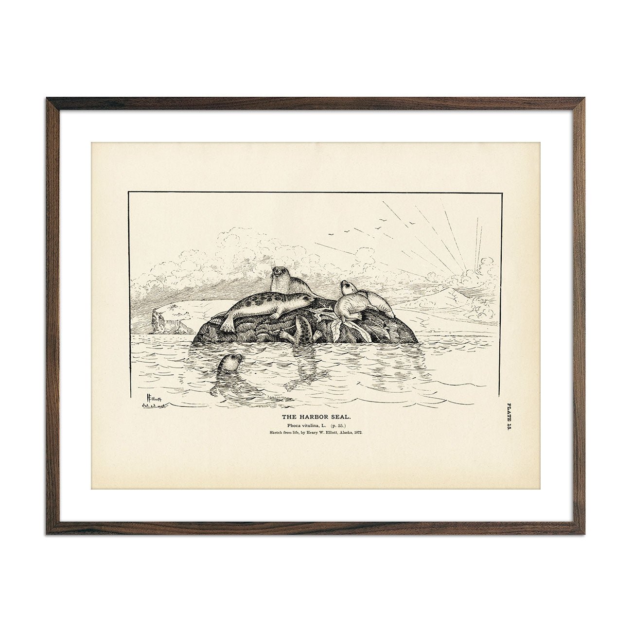 Harbor Seal Art Print - Muir Way - Fisheries