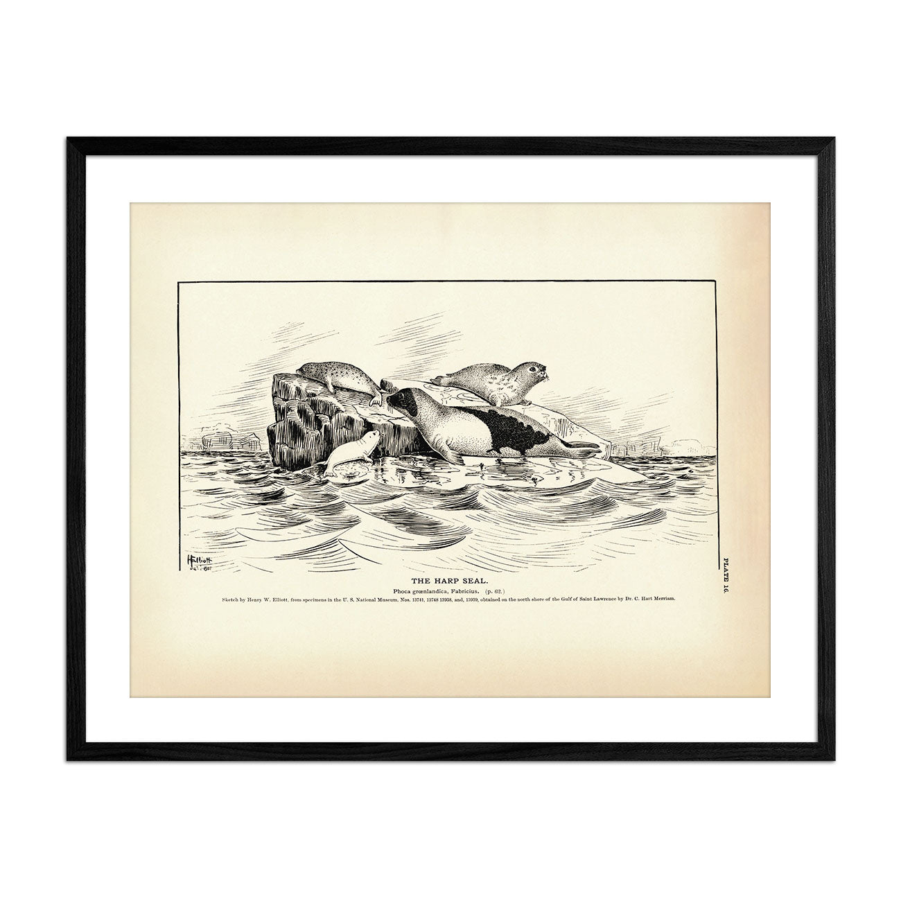 Harp Seal Art Print - Muir Way - Fisheries