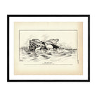 Harp Seal Art Print - Muir Way - Fisheries