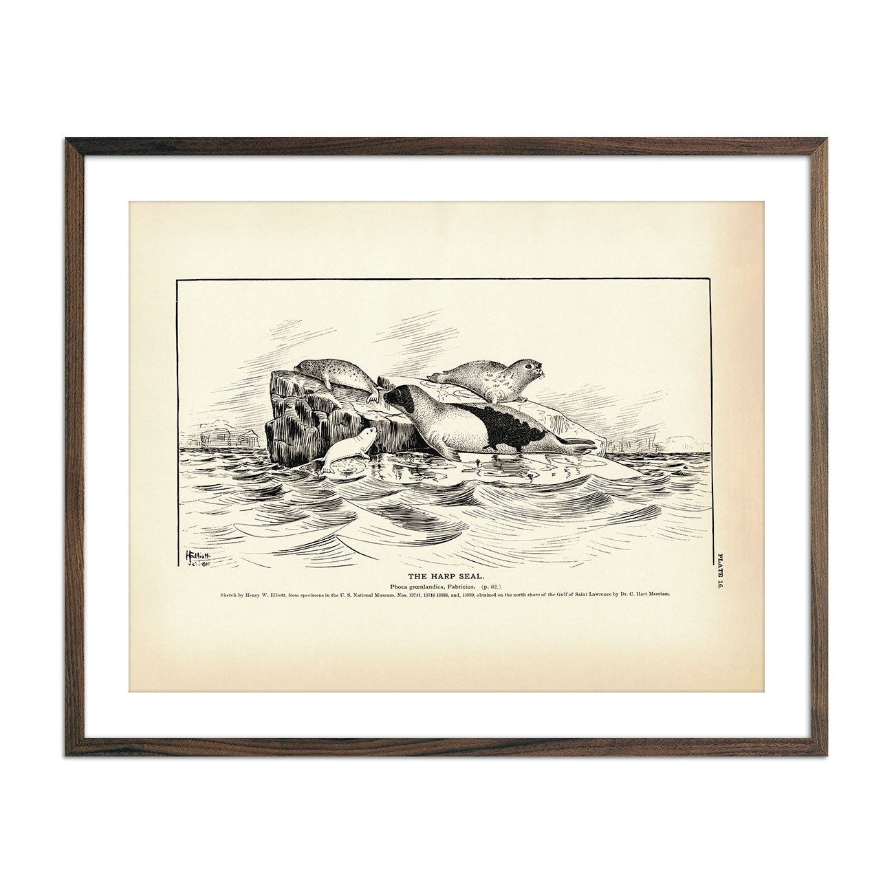 Harp Seal Art Print - Muir Way - Fisheries