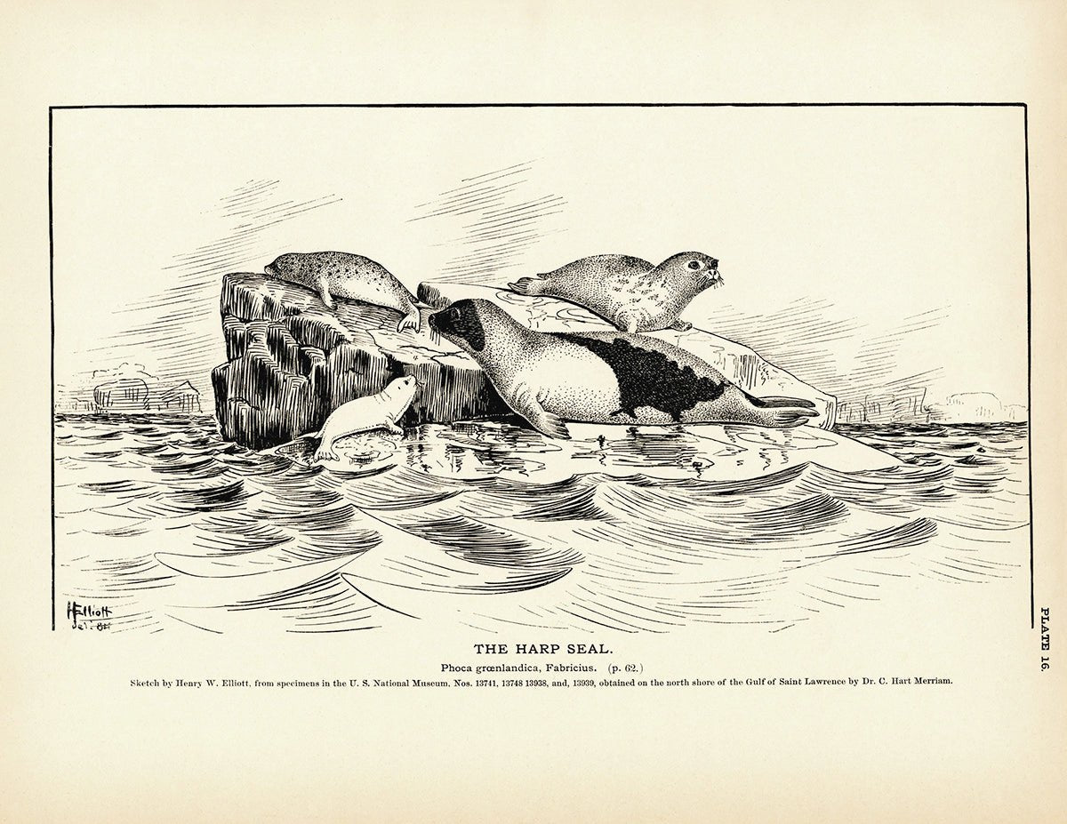Harp Seal Art Print - Muir Way - Fisheries